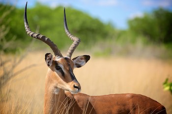 Zwahili Game Lodge & Spa