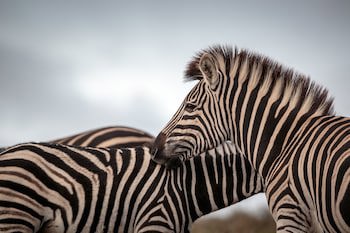Bukela Game Lodge Amakhala Game Reserve