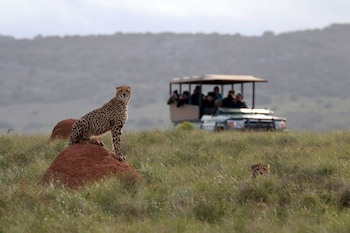 Bukela Game Lodge Amakhala Game Reserve