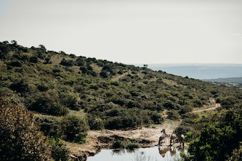 Bukela Game Lodge Amakhala Game Reserve