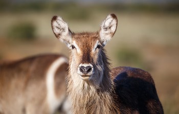 Bukela Game Lodge Amakhala Game Reserve