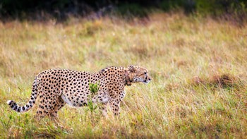 Bukela Game Lodge Amakhala Game Reserve