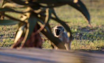Bukela Game Lodge Amakhala Game Reserve