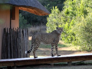 Bukela Game Lodge Amakhala Game Reserve