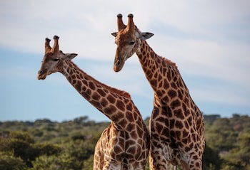 Bukela Game Lodge Amakhala Game Reserve