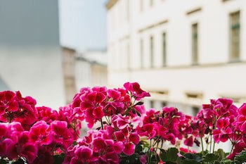 Apartamenty Bracka 6
