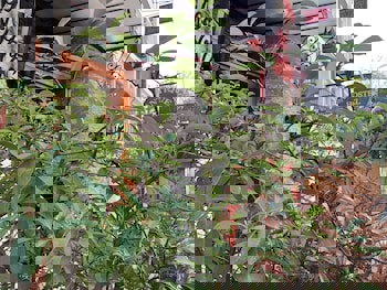 Antique Hostel & Guesthouse