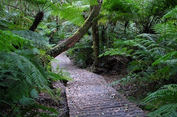 Forest Edge