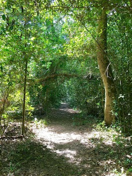 Forest Edge