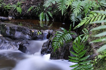 Forest Edge