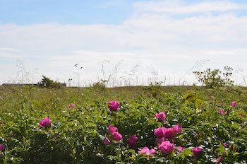 Kysthotellet Djursland