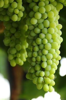 Cana Vineyard Guesthouse