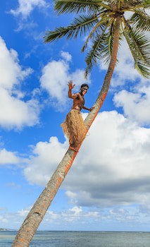 Maui Palms