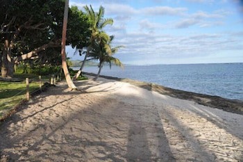 Maui Palms