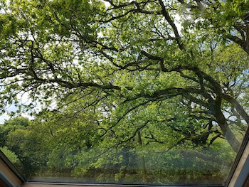 Meadow Oak