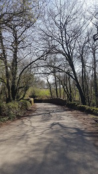 Meadow Oak