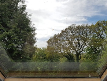 Meadow Oak