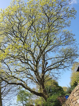 Meadow Oak
