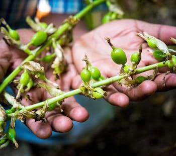 Spice Village - Cgh Earth