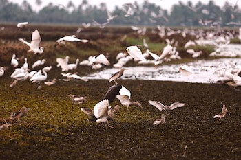 Coconut Lagoon - Cgh Earth