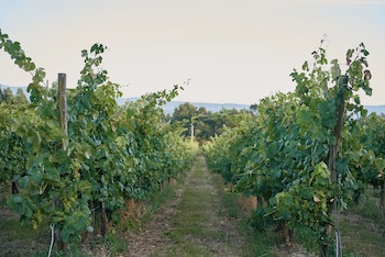 Quinta Da Bouca De Arques