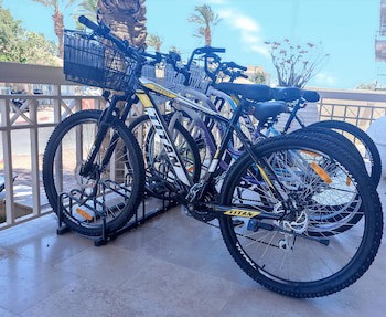 Brown Eilat