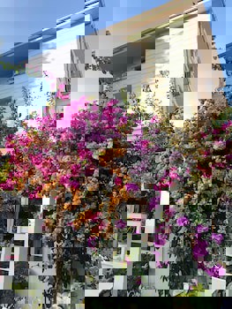 Ascot Hotel Buyukada