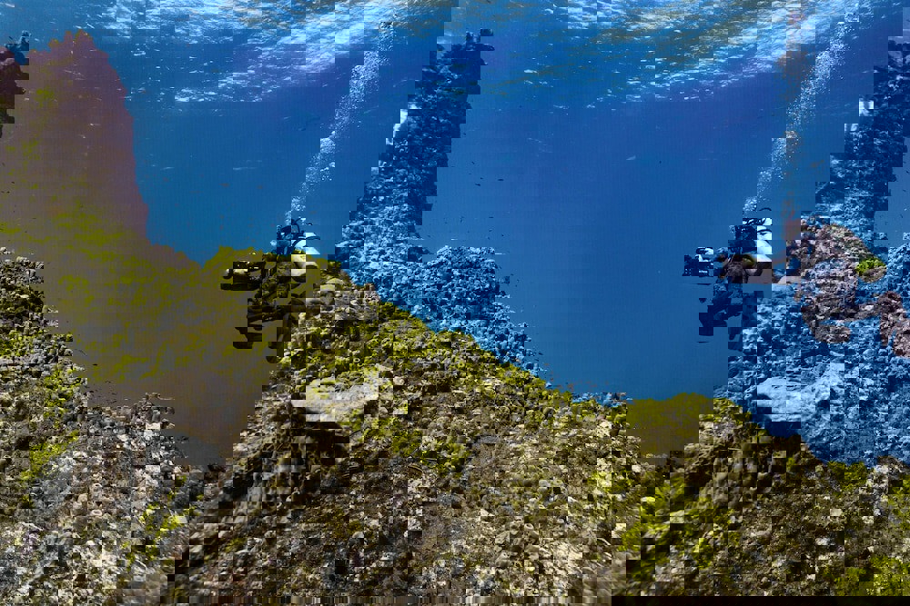 Four Seasons Resort and Residence Puerto Rico