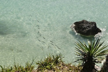 Willowbank Resort