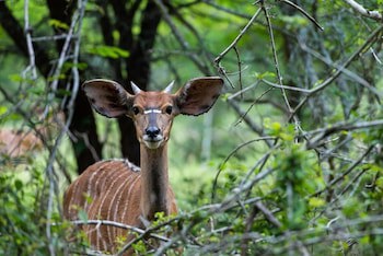 Leopard Walk Lodge