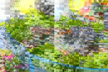 Miss Royal Hotel & Spa