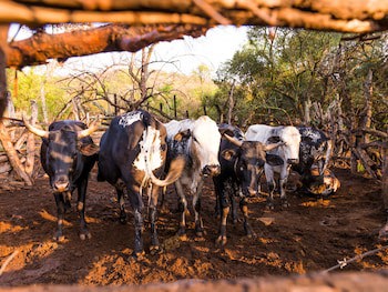 Aha Lesedi Cultural Village