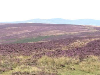 Exmoor House - Guest House