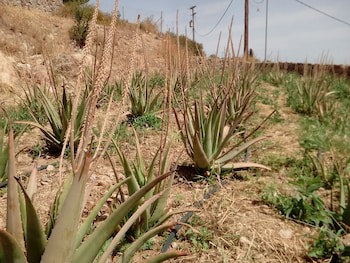Cavo Petra