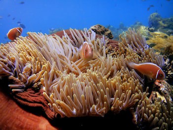 Arya Amed Beach Resort And Dive Center