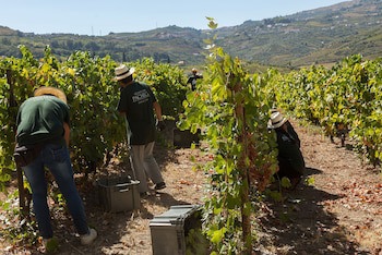 The Wine House Hotel - Quinta Da Pacheca