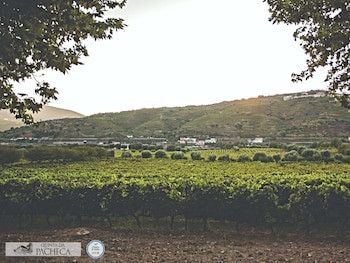 The Wine House Hotel - Quinta Da Pacheca