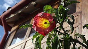 El Balcon