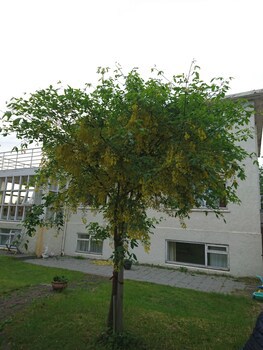 Alba Guesthouse