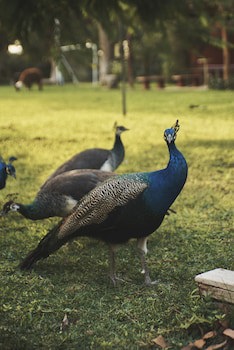 Hacienda Majoro Boutique & Resort