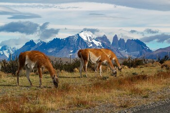 The Singular Patagonia