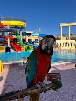 IL Mercato Splash Aqua Park galeri fotoğrafı