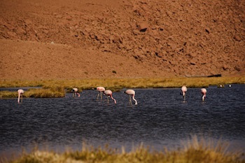 Noi Casa Atacama