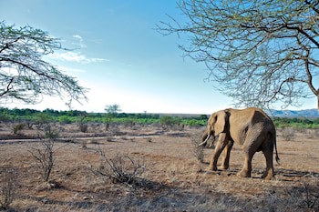 Samburu Intrepids Tented Camp
