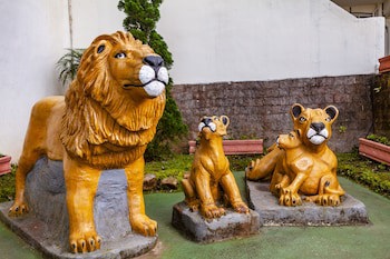 Leao Da Montanha