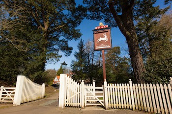 The White Buck