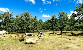 Bella Manga Country Escape