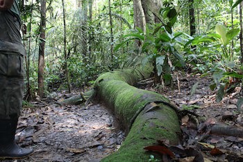 Amazon Ecopark Jungle Lodge