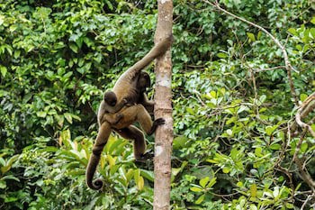 Amazon Ecopark Jungle Lodge
