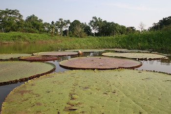 Amazon Ecopark Jungle Lodge